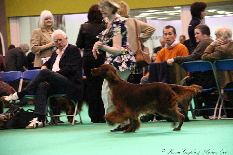 Crufts2011 905.jpg